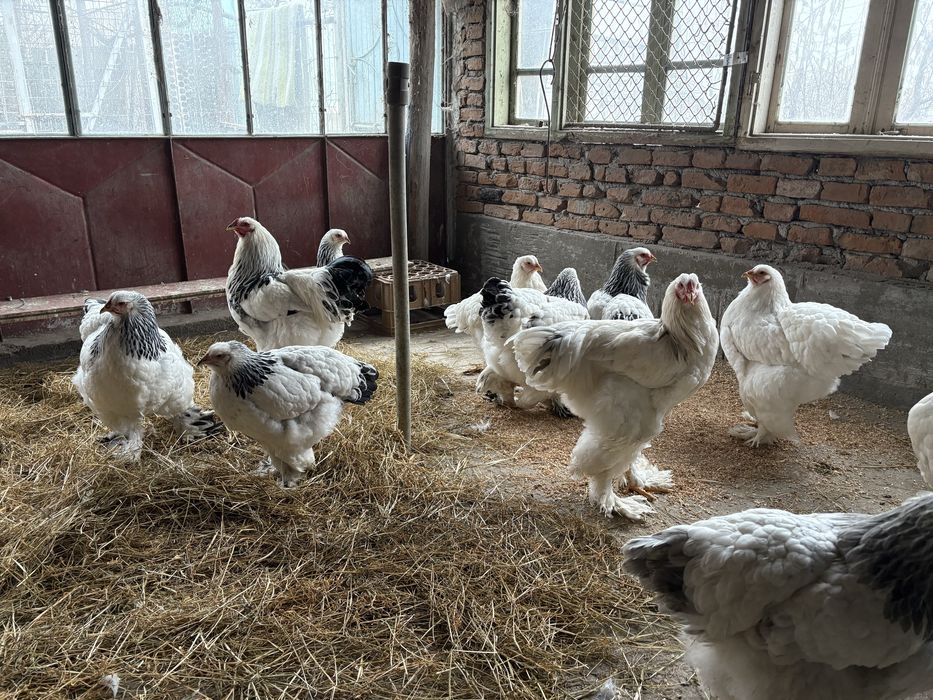 Familie brahma silver si herminat inchis