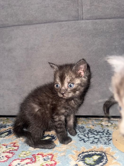 Пепельно дымчатый котенок спасен