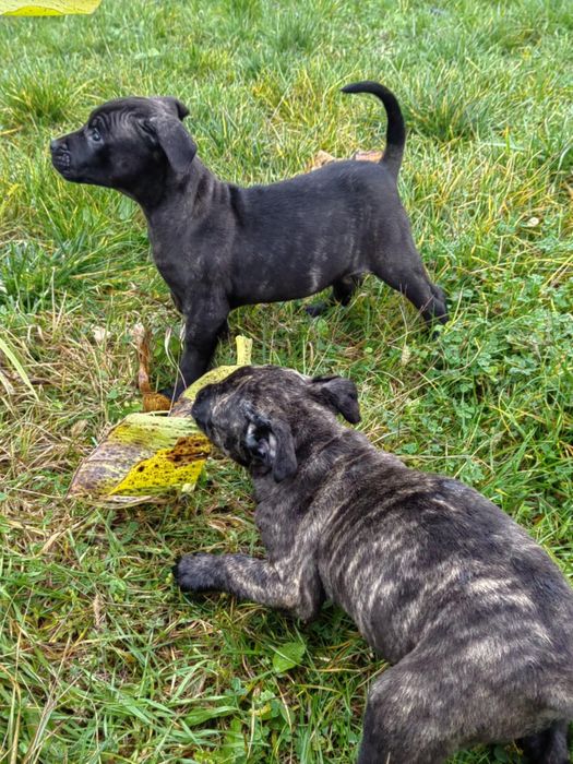 Кучета -преса канарио