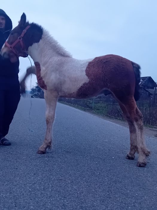Vand manz gypsy vanar vârstă 3 luni  manzul se da la 4 luni