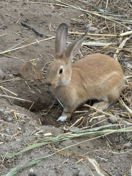 Куйонлар сотилади 100.000