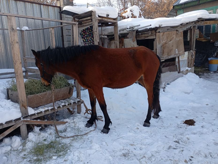 Жылкы бие 5 жас буаз