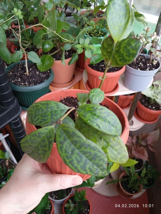 Продам комнатные растения