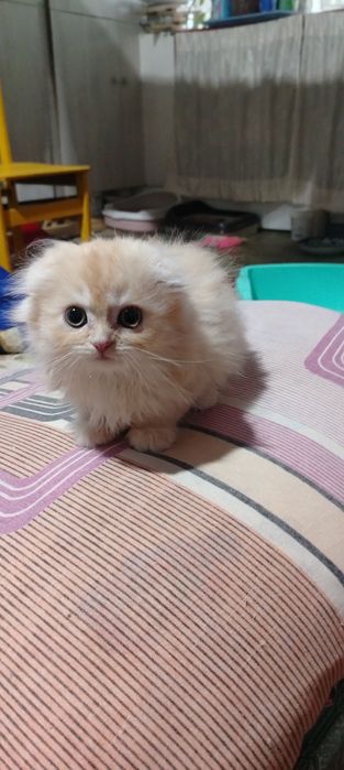 Продаются породистые котята срочно не дорого.!