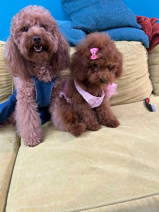 Той-Мини Пудел Ред -Априкот