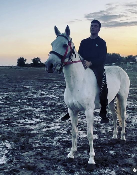 Лошадь кабыла породистая