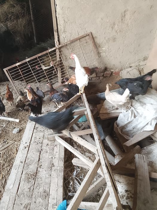 Turli turdagi tovuq va xoʻrozlar sotiladi