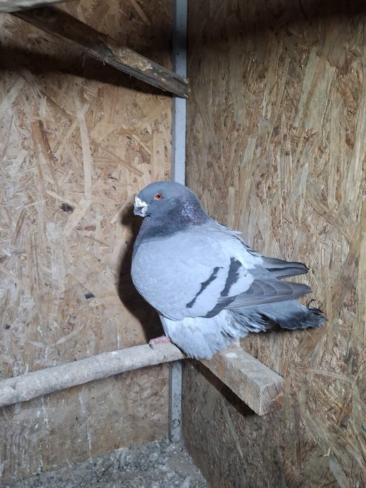 Vand sau schimb porunbei