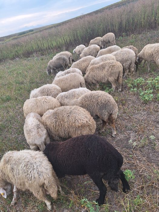 Vând 20 de oi rasa Sarda