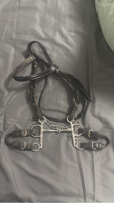 Capastru mini shetland