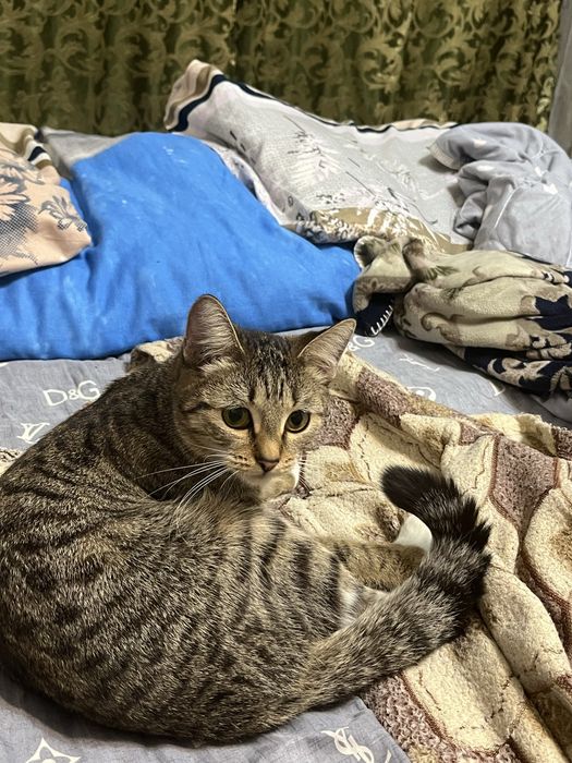 Отдам кошку в добрые руки