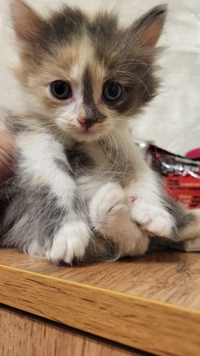 Отдам котят в хорошие руки