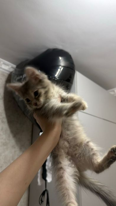 Отдам котенка в добрые руки