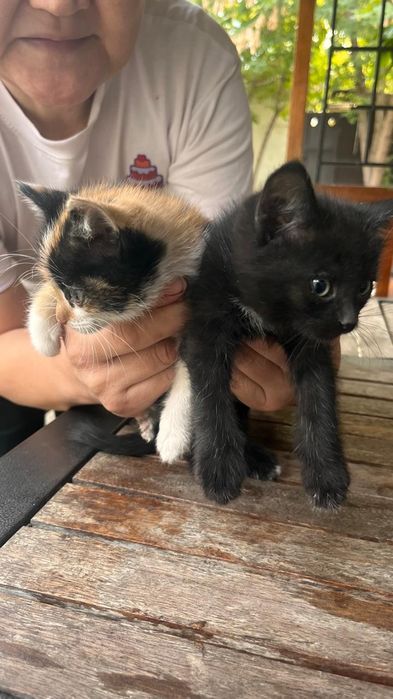 Котята бесплатно