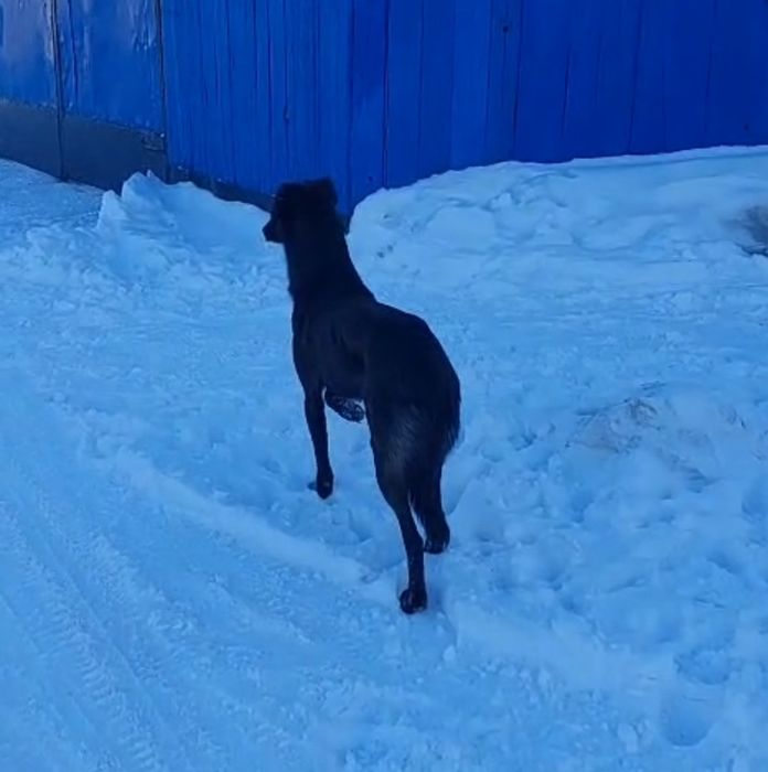 Тазы кабель полукровка