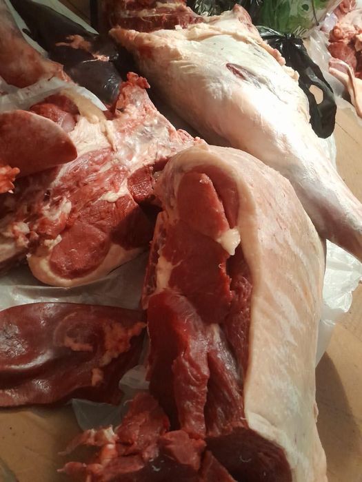 Продам мясо конины
