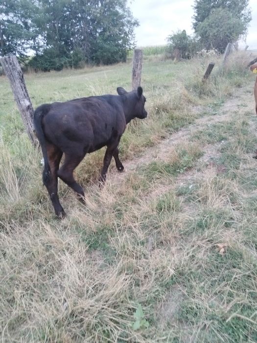 Vitica angus 7 luni