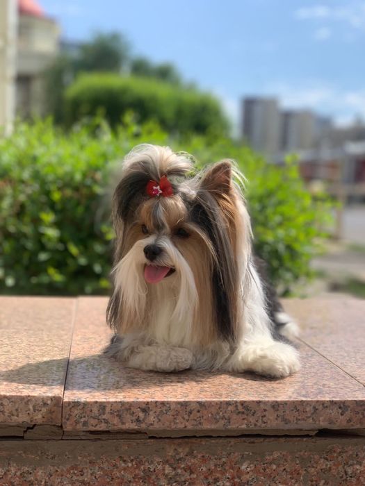 Бивер ищет подругу