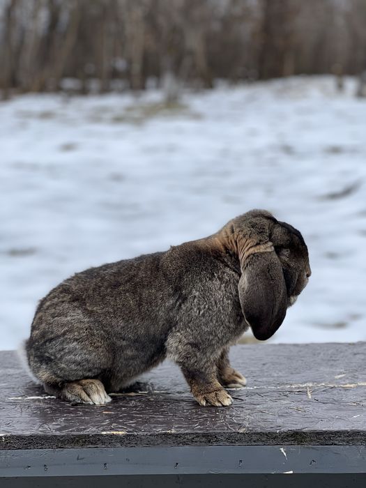 Berbec german agouti