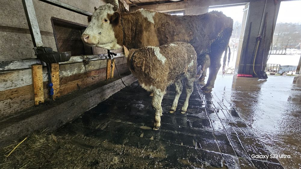 Vaca  baltata cu vitel de  doua săptămâni