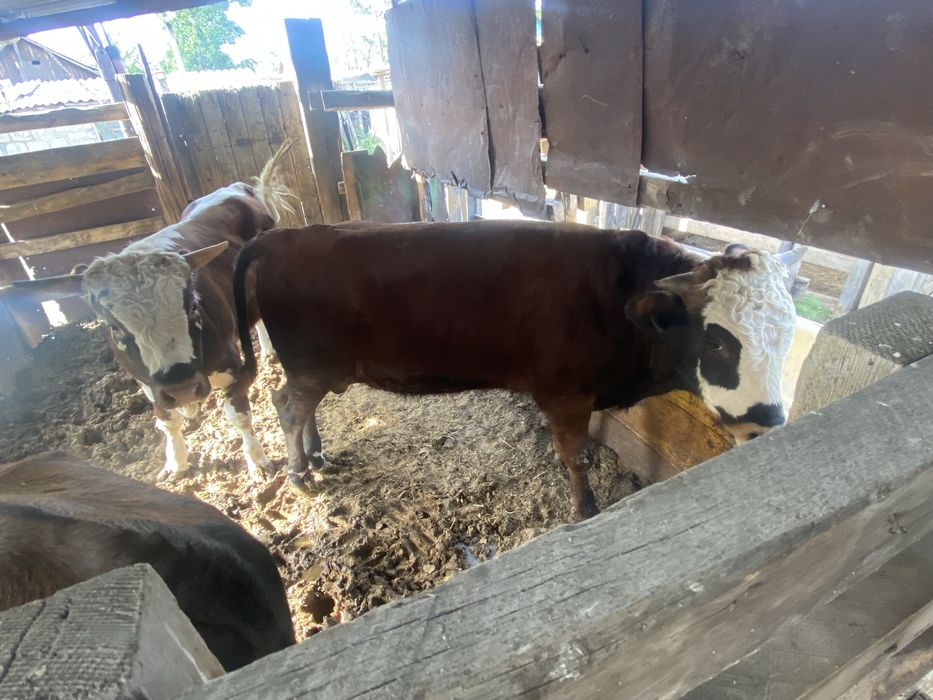 Продам крс откорм
