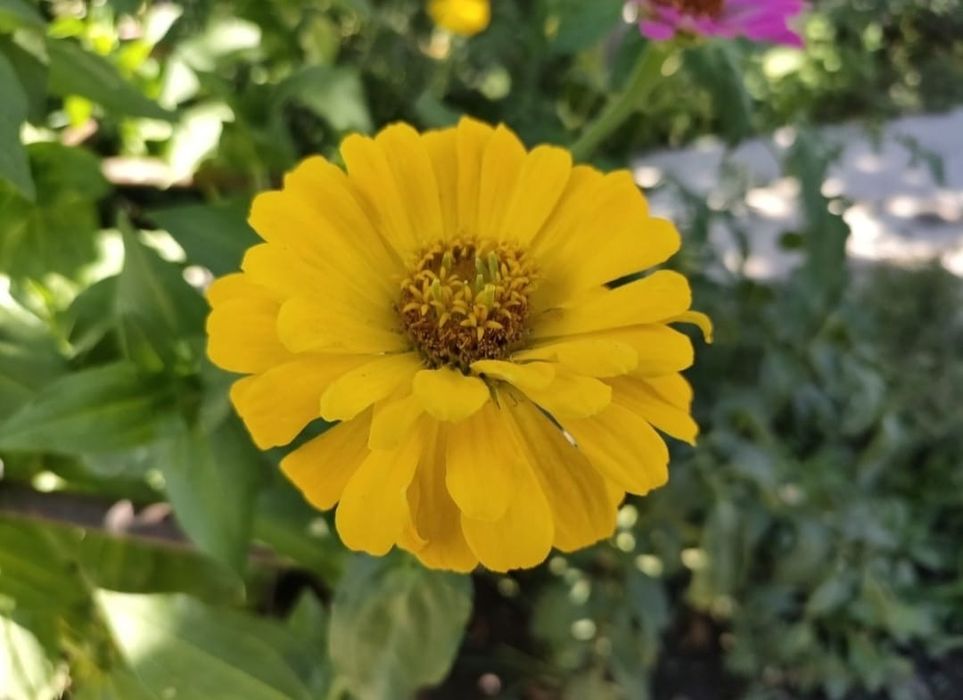 Цветы садовые продам