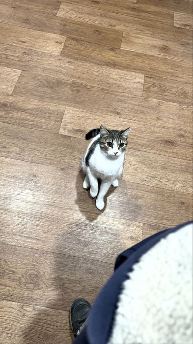 Игривый котенок бесплатно