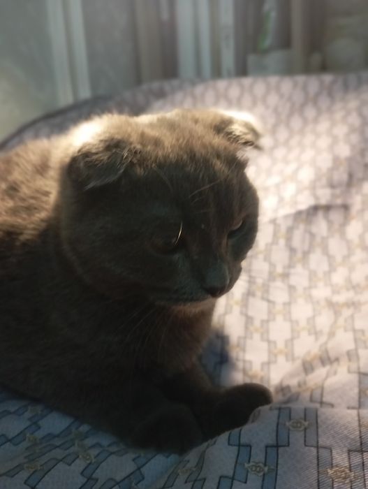 кот веслаухий  домашний