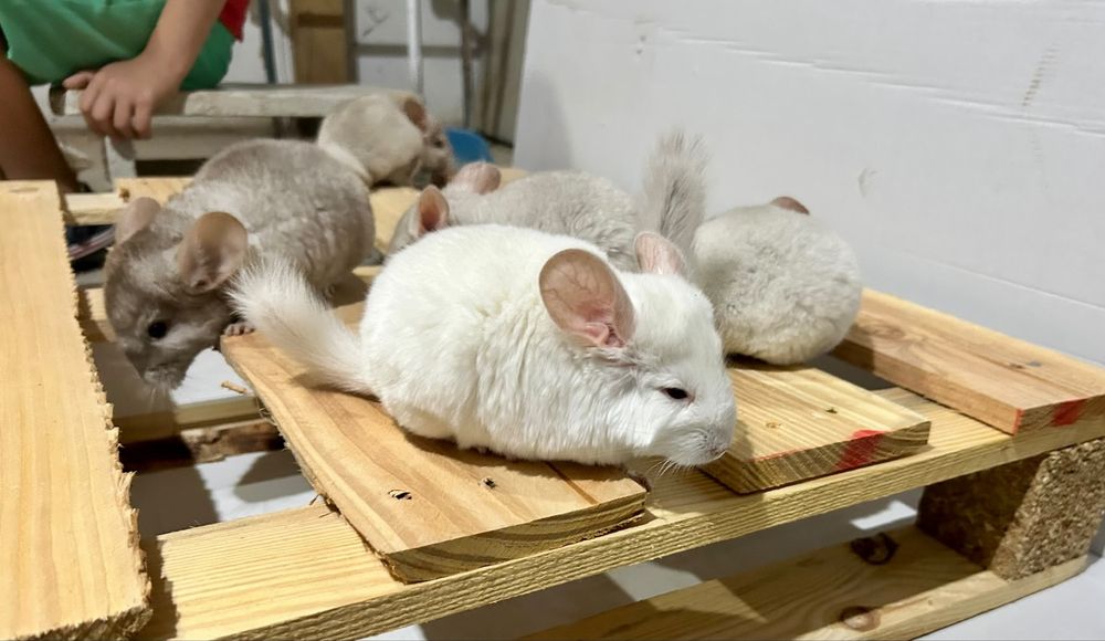 Chinchilla / sinsila, adorabilul animalut de companie. DE VANZARE
