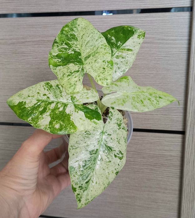 Алоказия макрориза сплеш