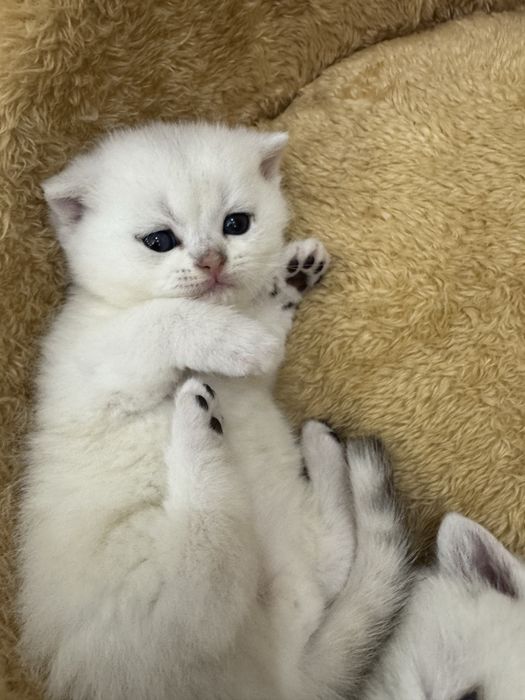Продаются котята британская и шатланский шиншиллы 1 месяцный