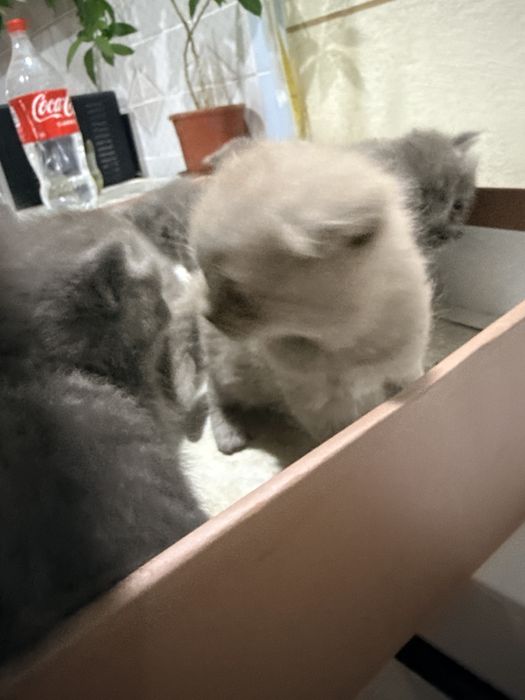 Отдам котят бесплатно, породистые (мама британка)