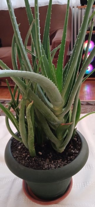 Aloe Vera Barbadensis 7 ani terapeutic , ghiveci mare