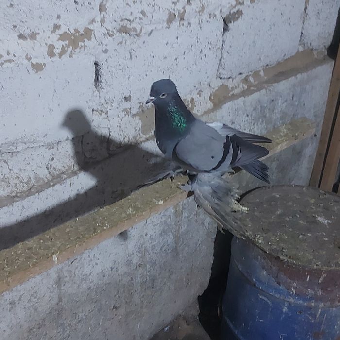 Сизи самка гребля игра тяга канкретна