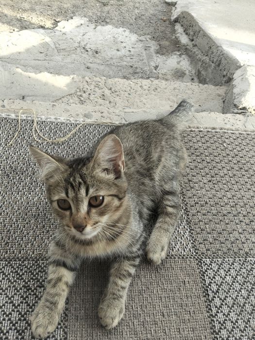 Котята ждут своих новых  хозяев