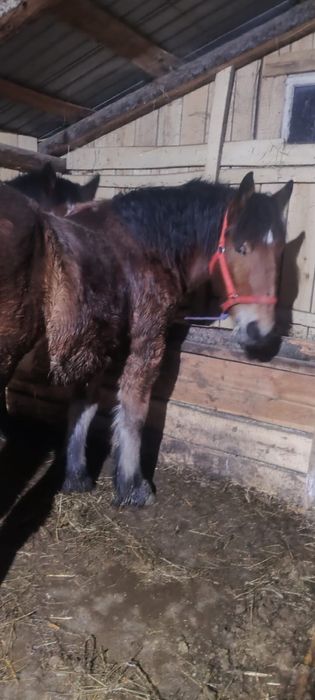 Vând un mânz  si o mânză  in varstra de 10 luni