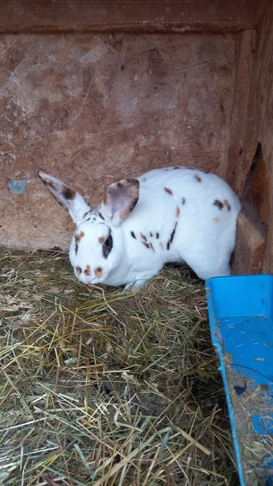 Iepurași de rasă pitici și mari