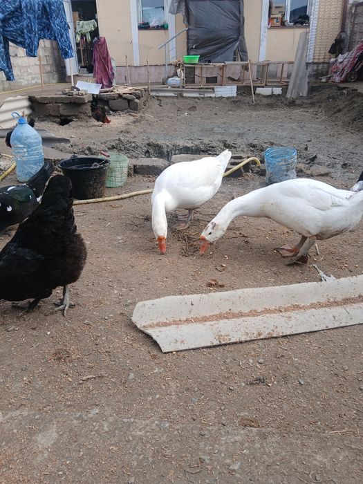 Bir jup g'ozlar sotiladi sog'lom narxi 650 ming jupi