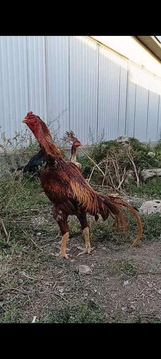 Дакан бойцовые  шамо