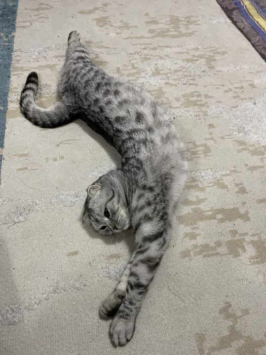 Продаем кошку породистую