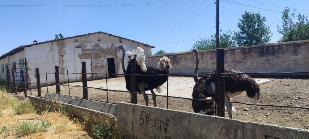 Тошкент вилояти Бекобод тумани ДВЗ 1 совхоз чорва фермаси