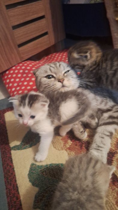Продам очень красивых котят