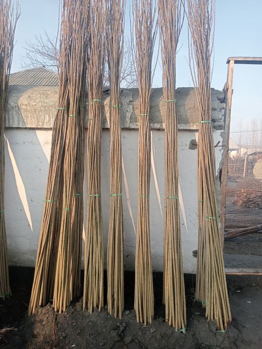 kafolati bilan kelorasilar