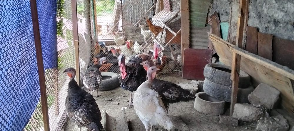 Индюки самцы и самки (1год)