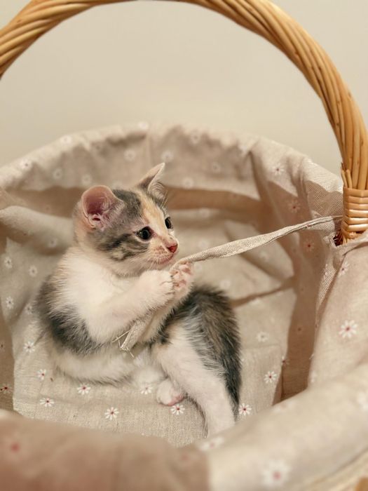 Котята ищут любящий дом