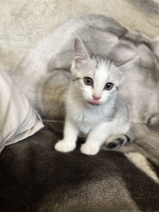 Отдалим котят в добрые руеи