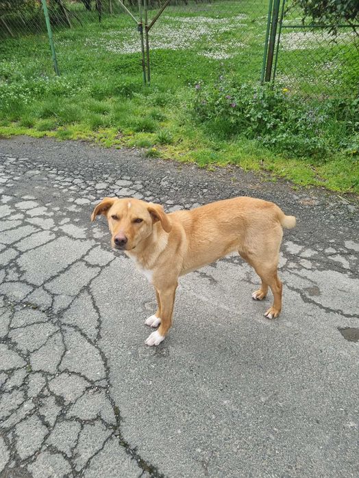 Търся любящ дом за Рижка