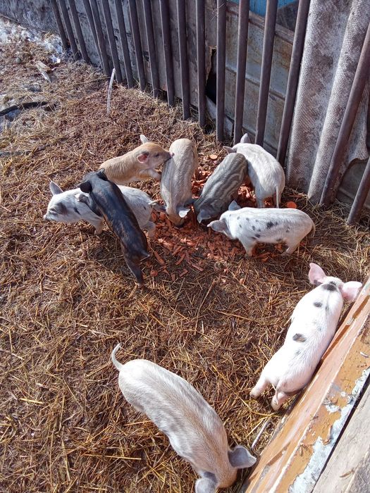 Поросята! Продам!