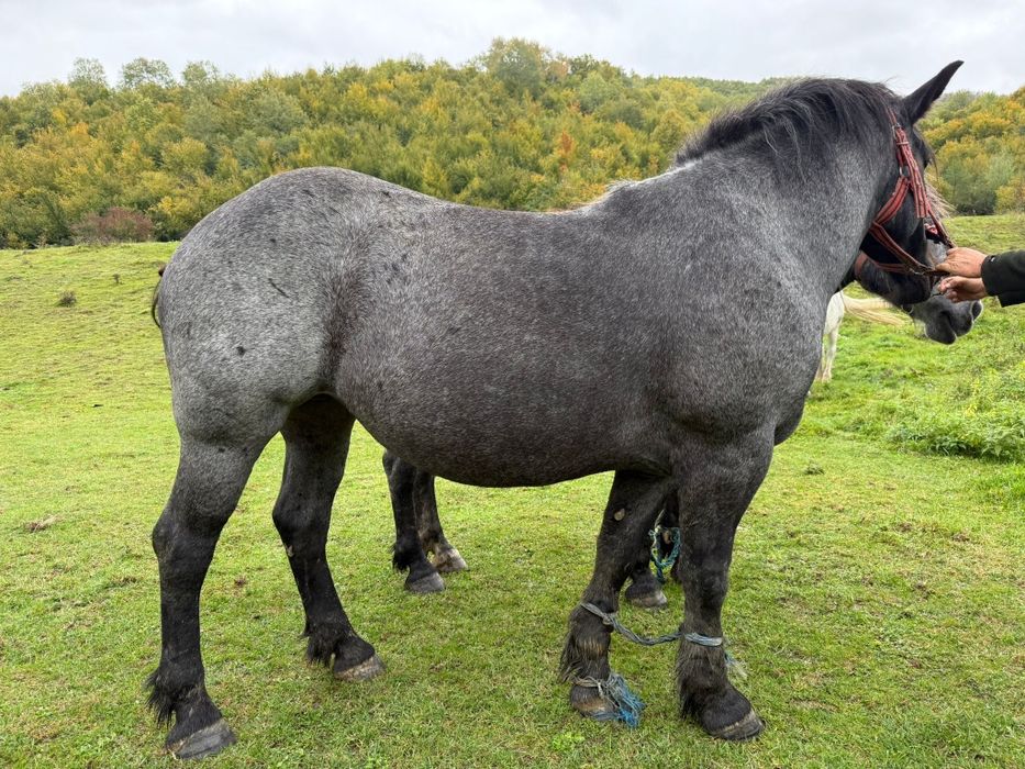 Vând două mânze surori