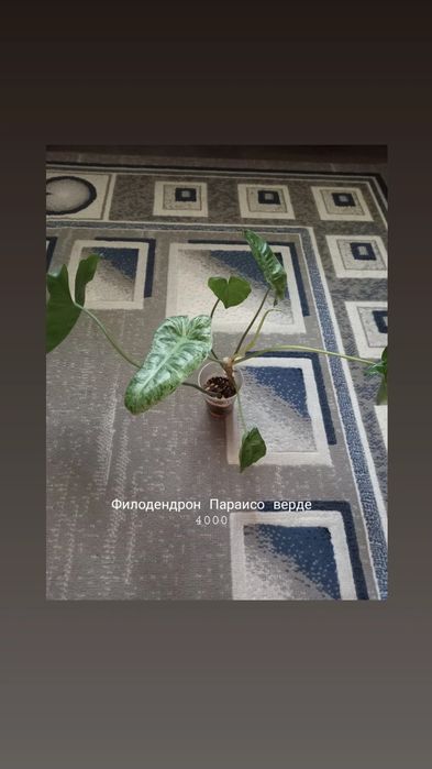 Филодендрон, растения, цветы